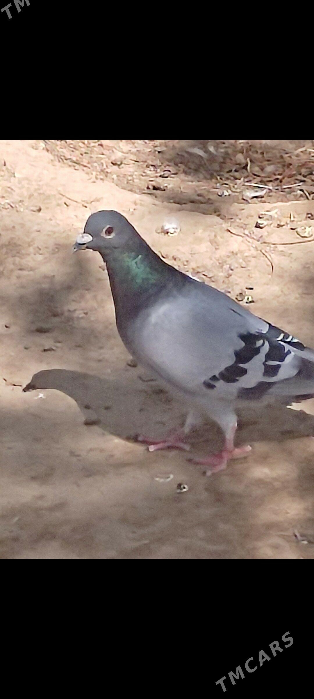 Kepderi - Ашхабад - img 10