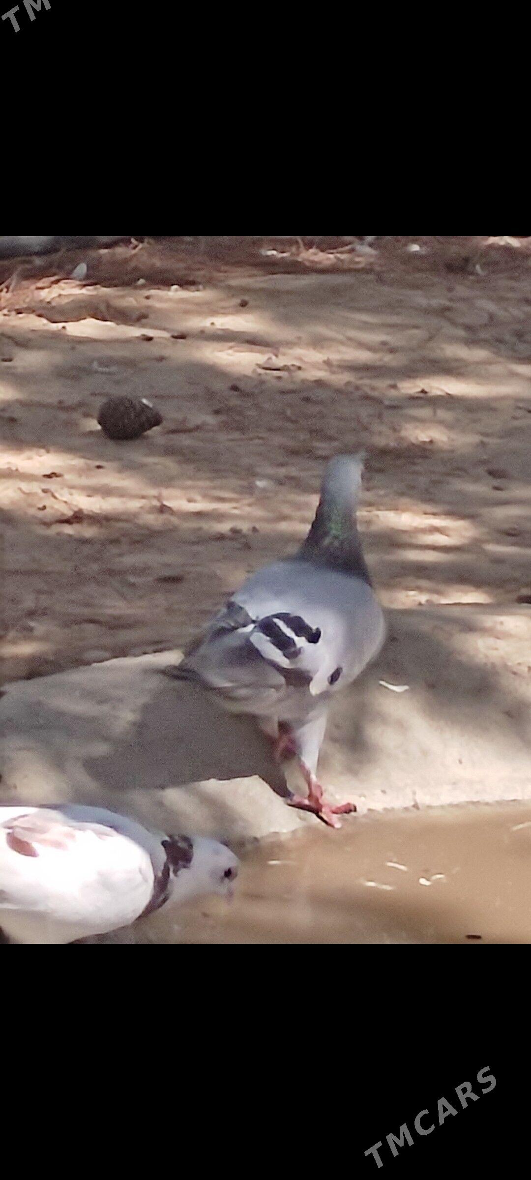 Kepderi - Ашхабад - img 6