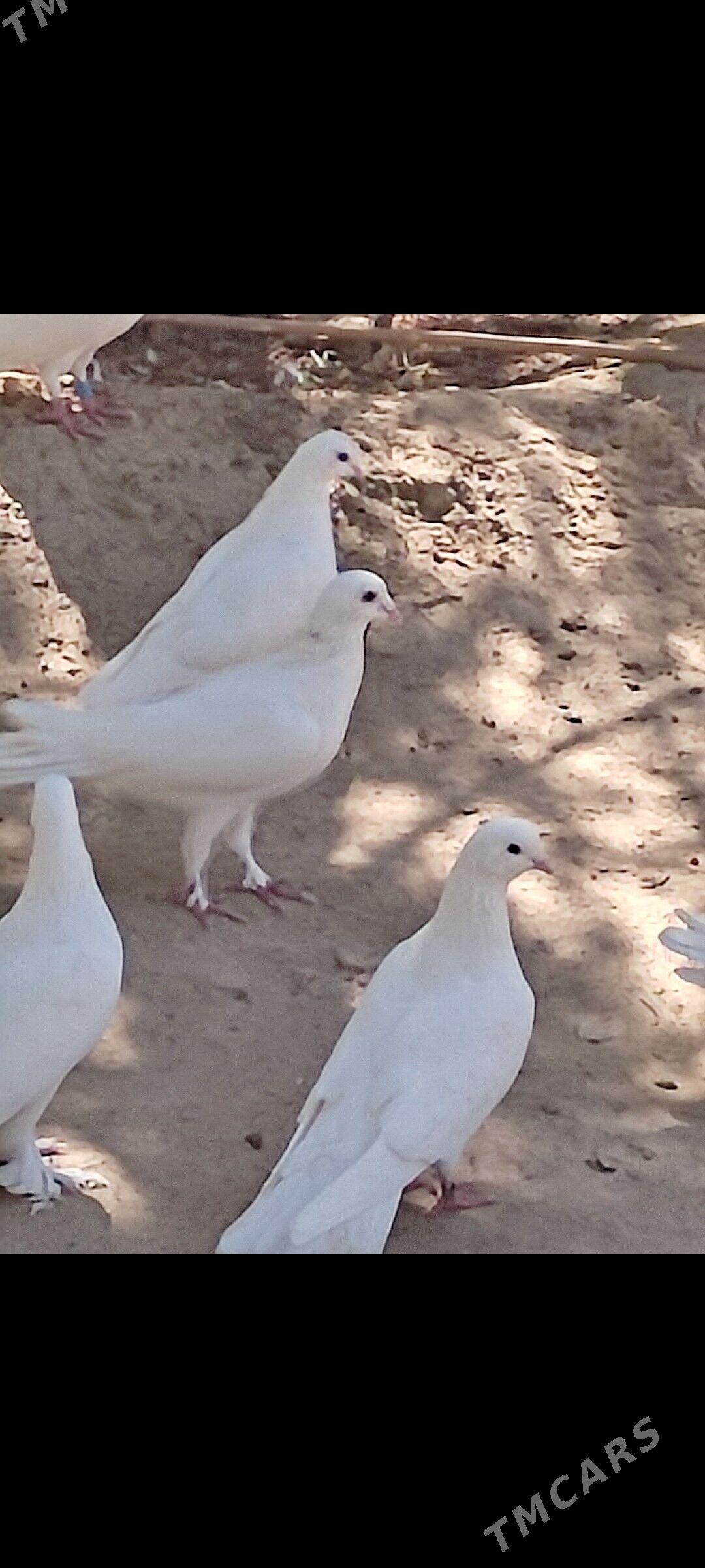 Kepderi - Ашхабад - img 4