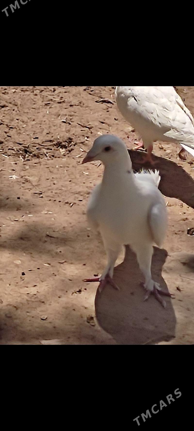 Kepderi - Ашхабад - img 2