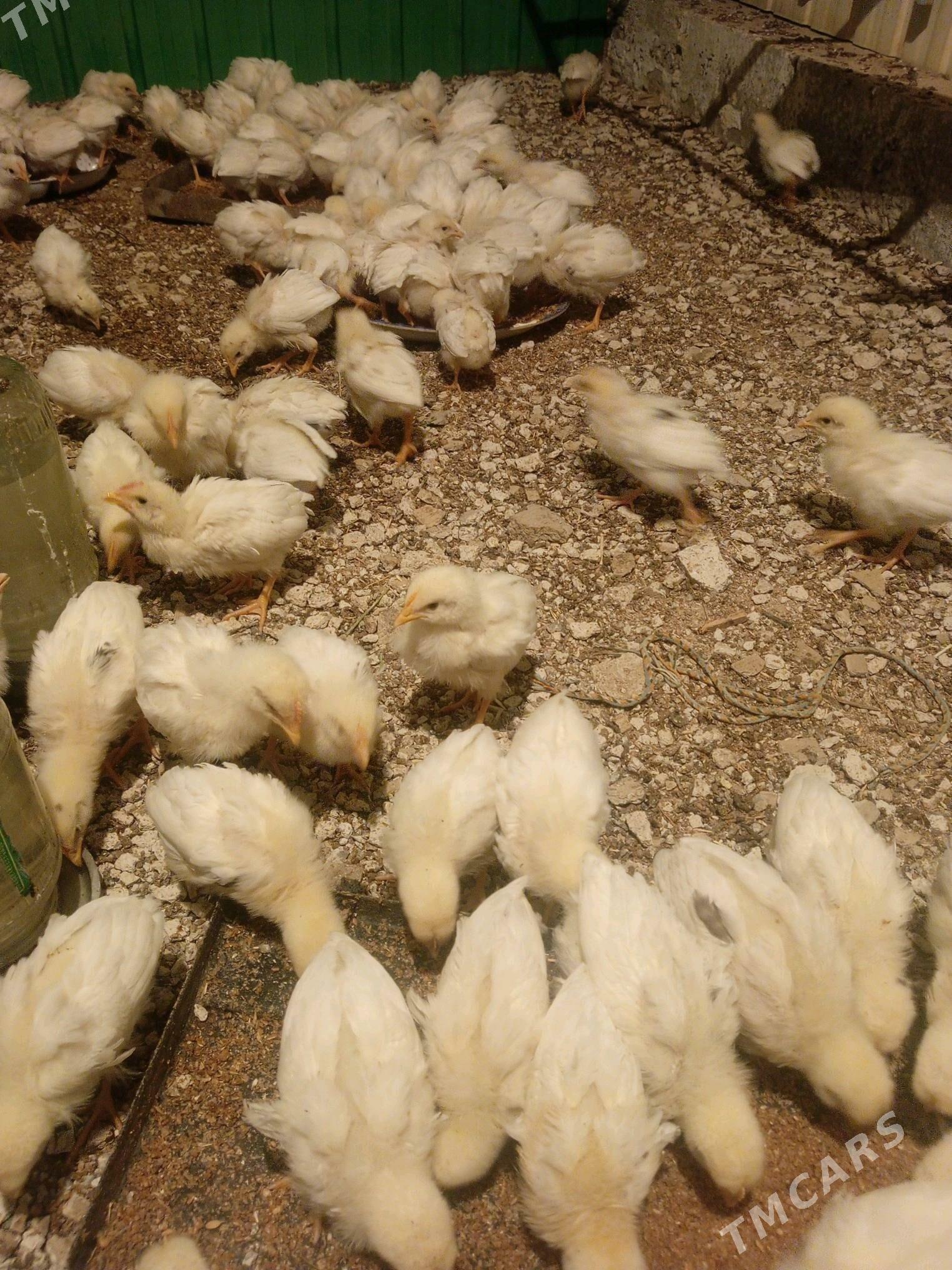 juje - Ашхабад - img 3