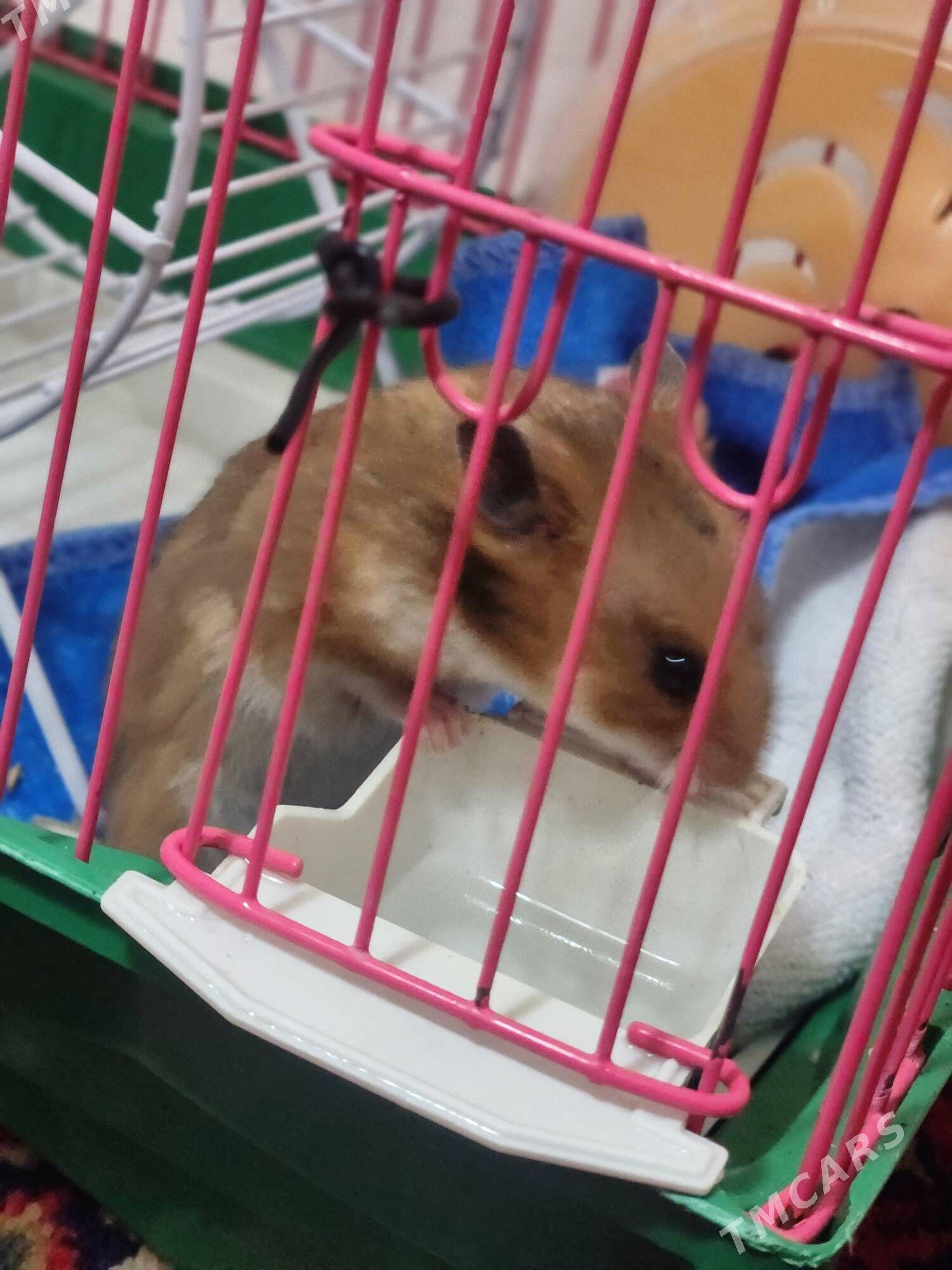 Homyak , Хомяк - 11 мкр - img 2