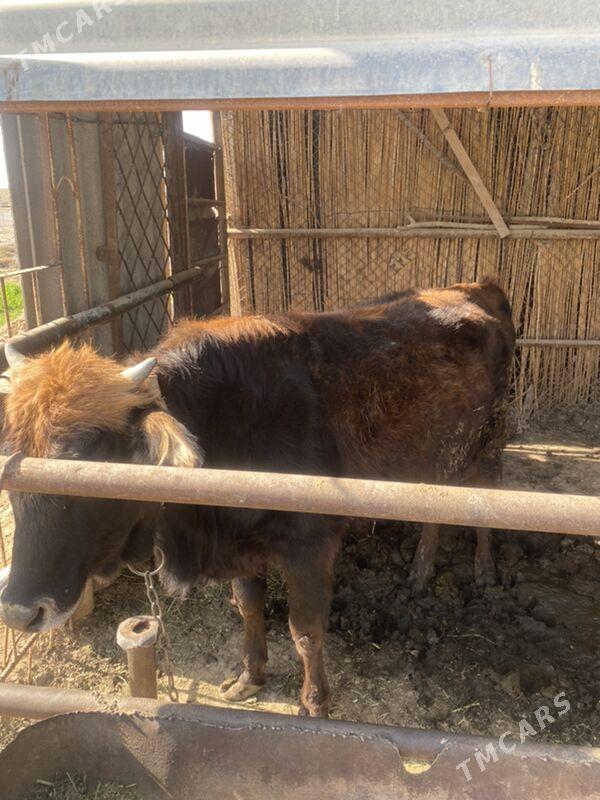 Bakylan gulajyn - Baýramaly - img 2