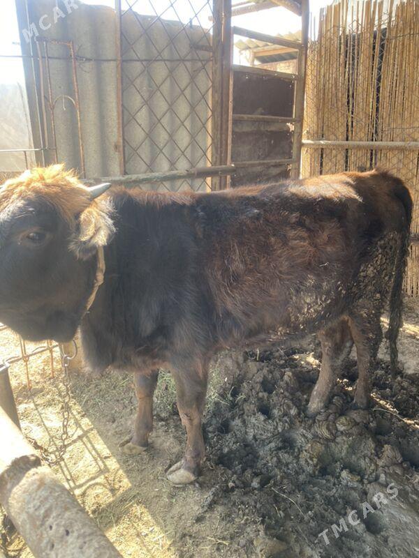 Bakylan gulajyn - Baýramaly - img 1