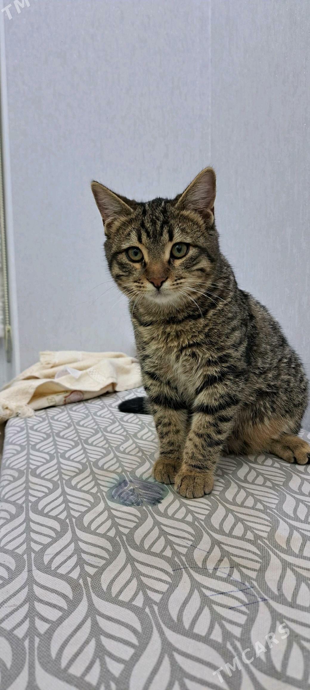 Pişik - Ашхабад - img 5