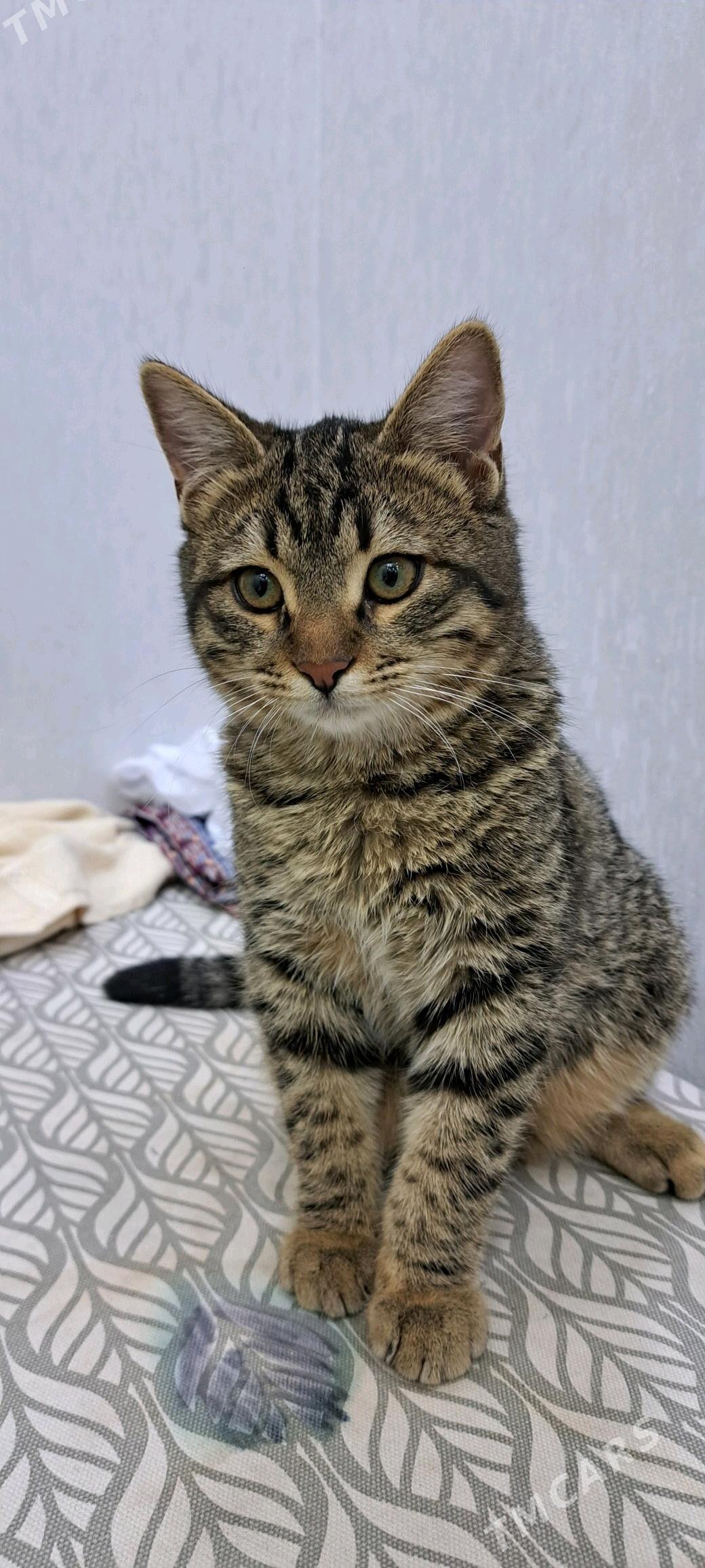 Pişik - Ашхабад - img 4