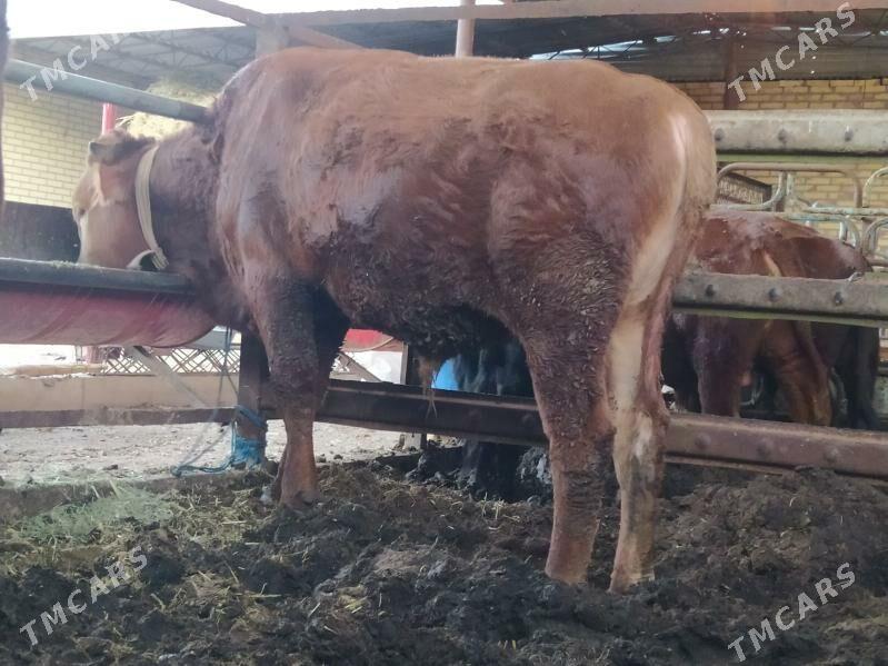 okuzler - Мары - img 7