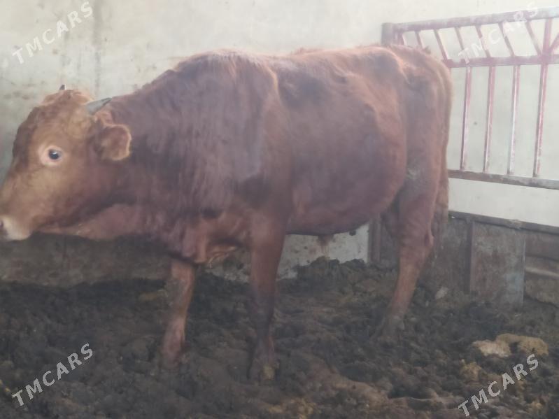 okuzler - Мары - img 1