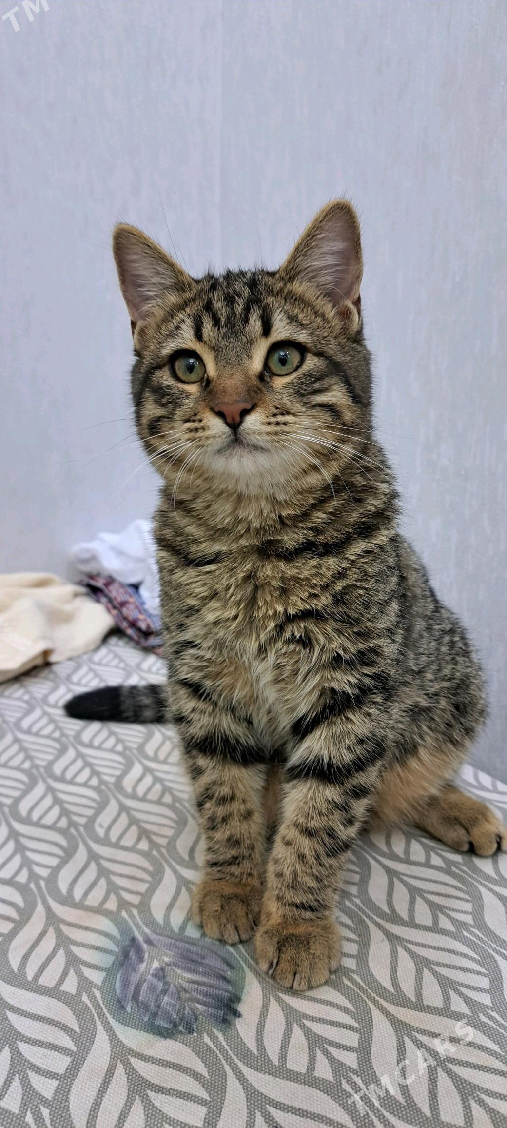 Pişik - Ашхабад - img 3