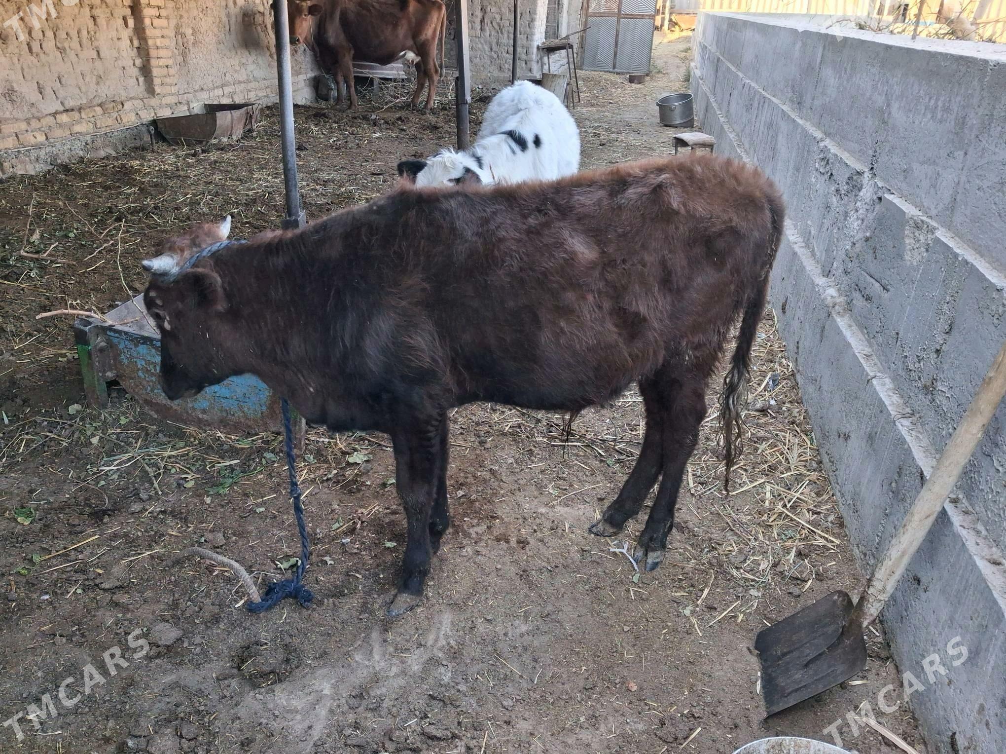 окизче - Türkmenabat - img 1