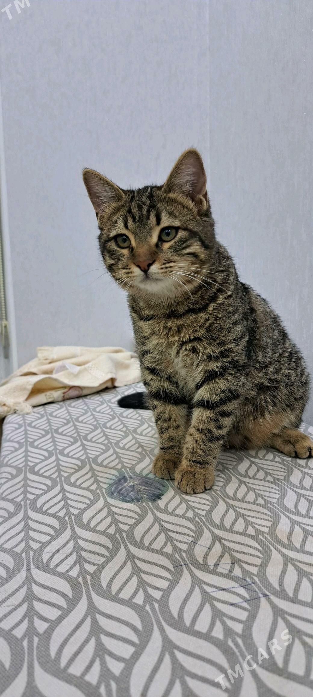 Pişik - Ашхабад - img 2