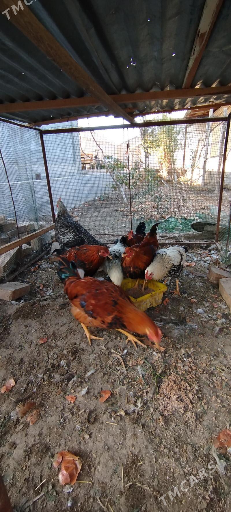 Horaz - Çärjew - img 3