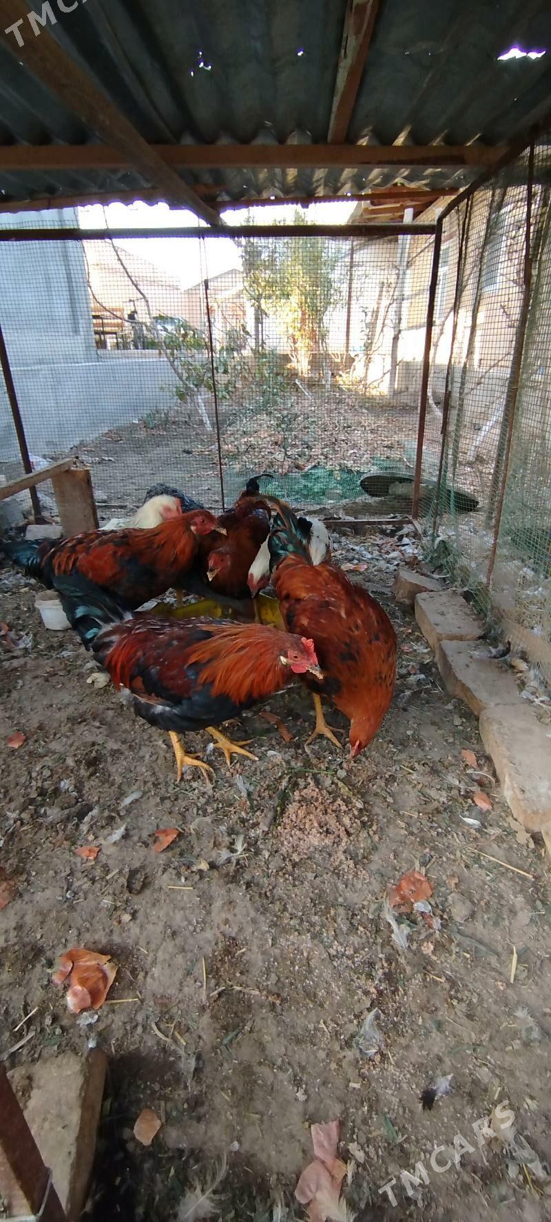 Horaz - Çärjew - img 2