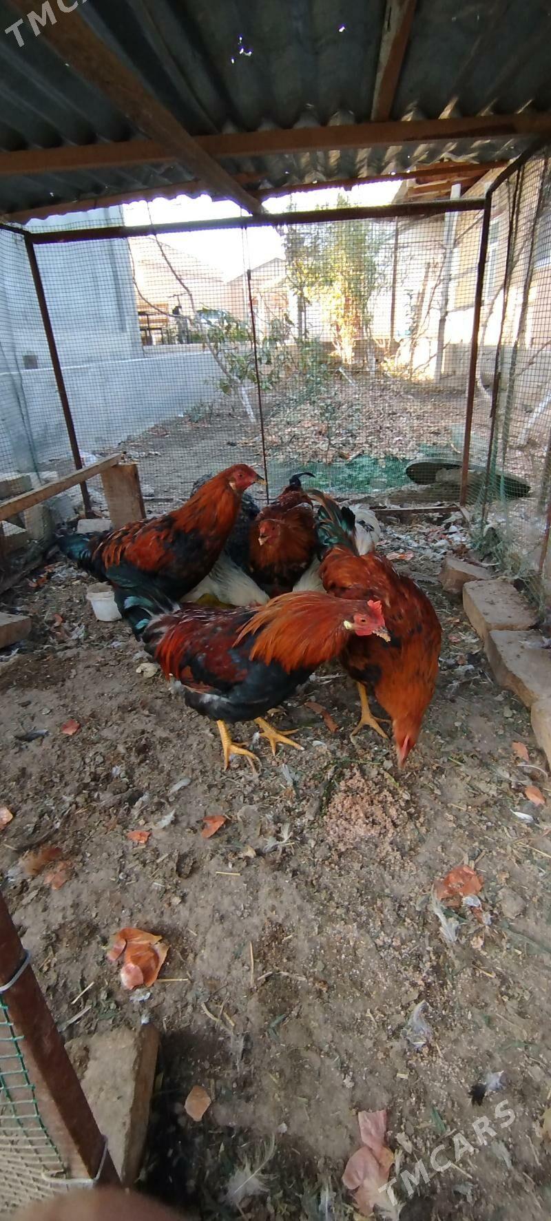 Horaz - Çärjew - img 1