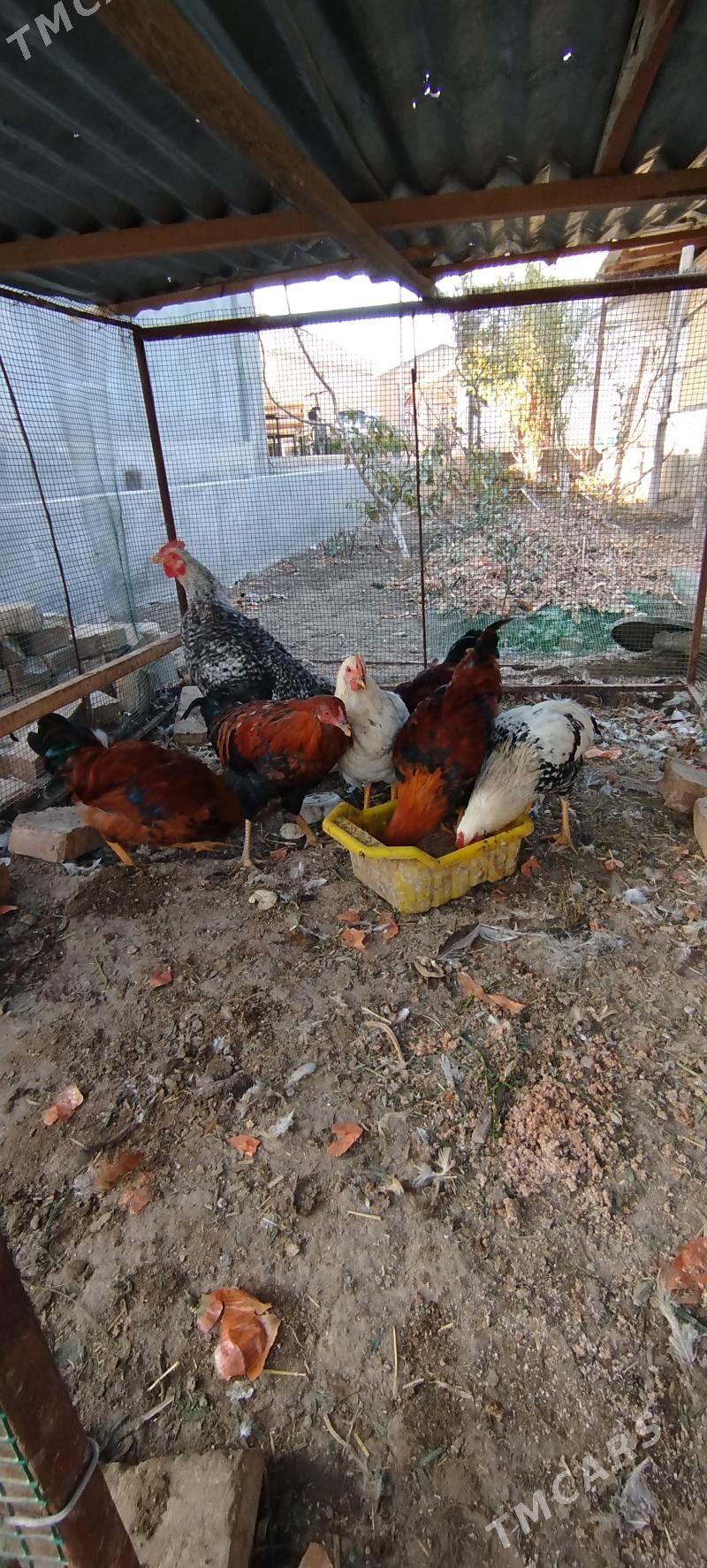 Horaz - Çärjew - img 4