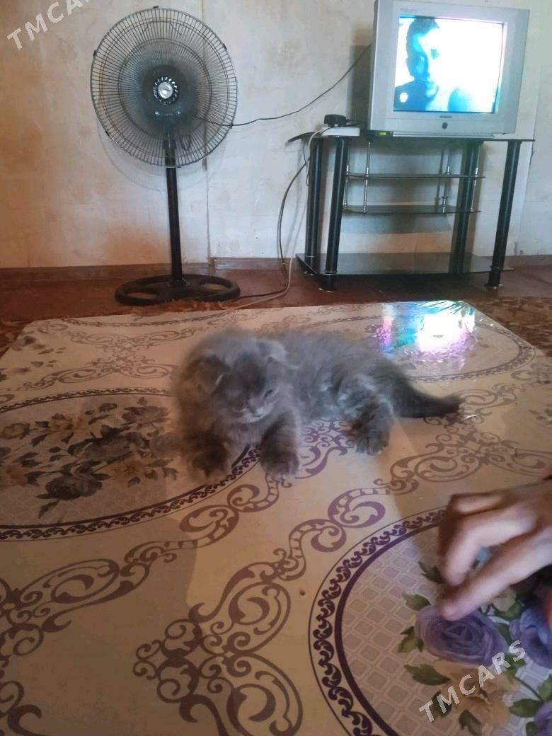 шотландский  - Türkmenabat - img 2