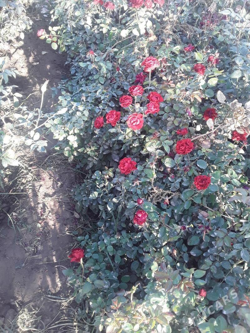 dasary guller - Мары - img 4