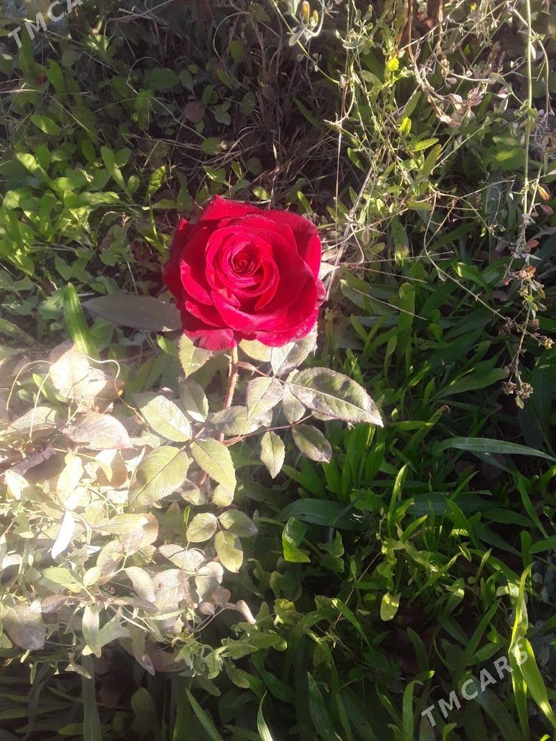 dasary guller - Мары - img 8