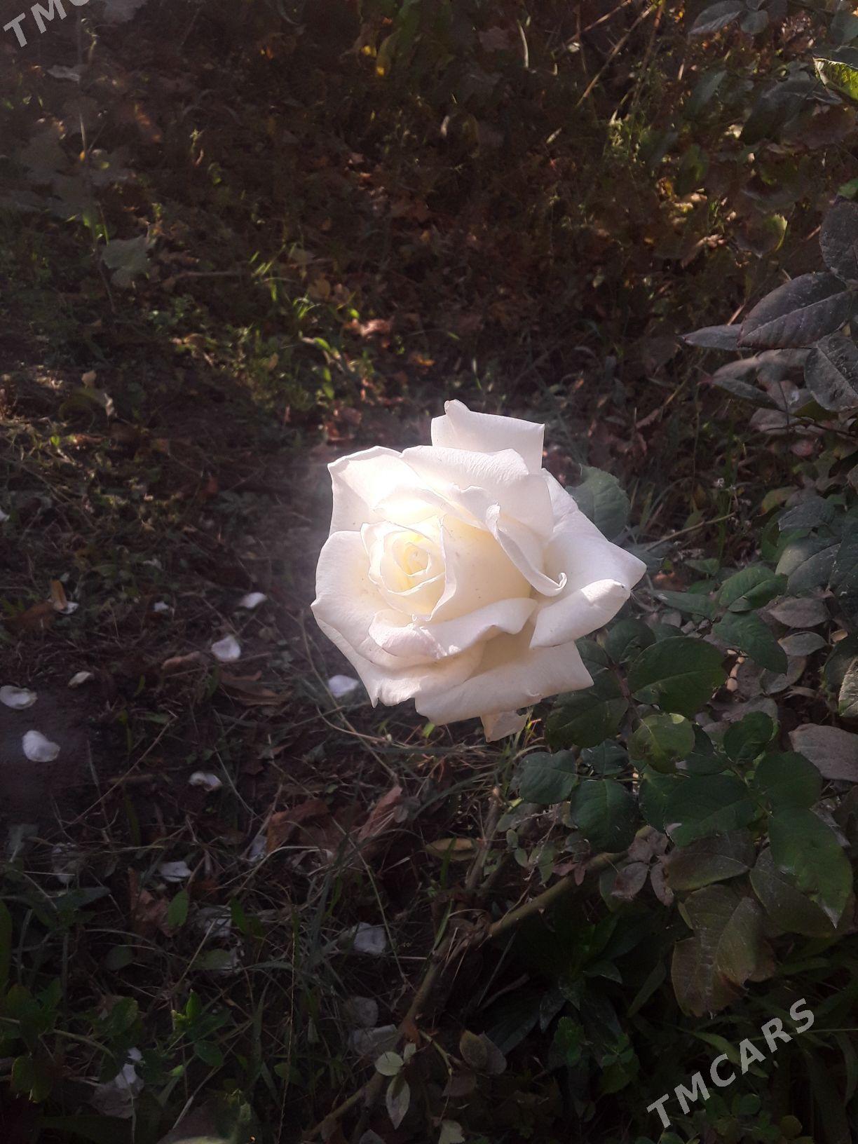 dasary guller - Мары - img 6