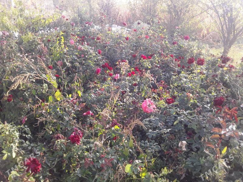 dasary guller - Мары - img 5