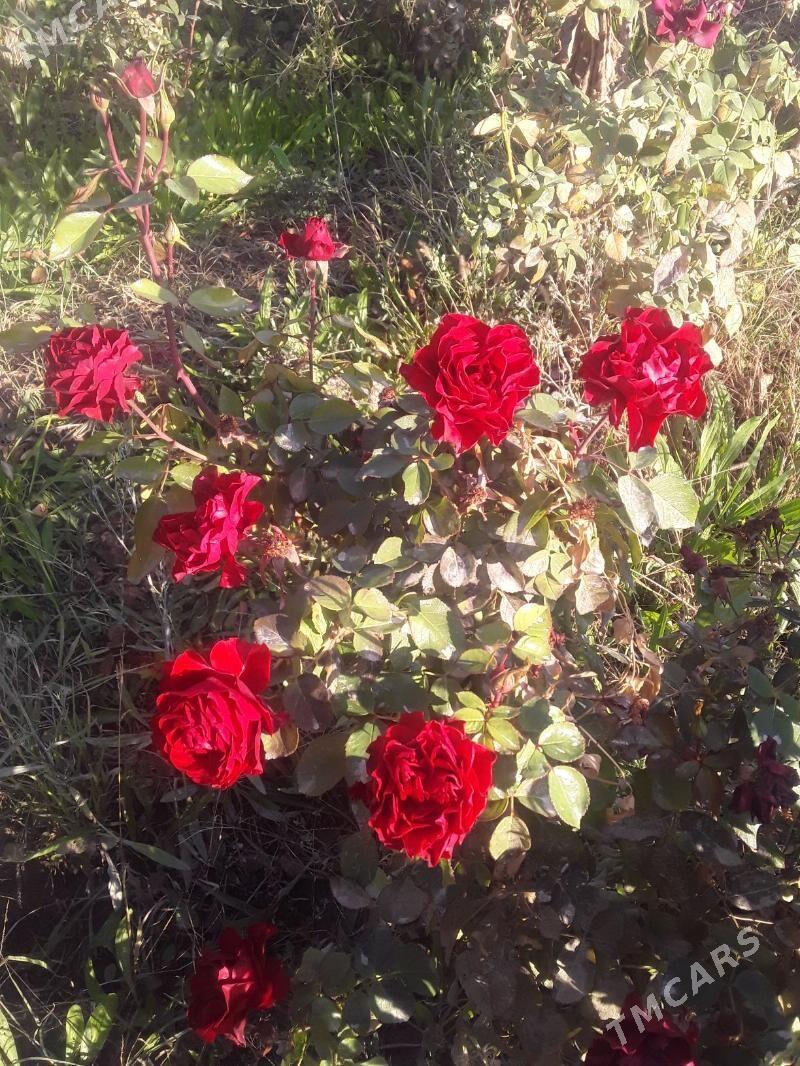 dasary guller - Мары - img 10