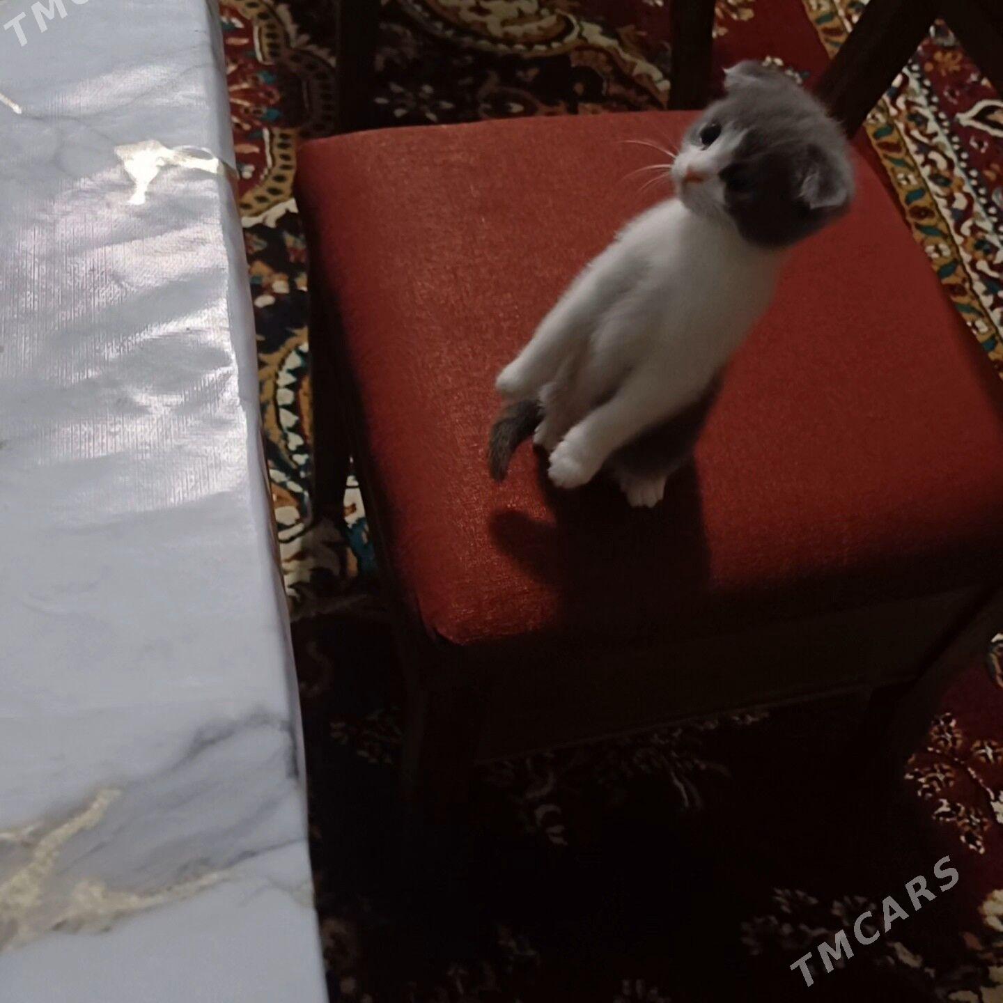 шотландский вислоухий - Änew - img 3