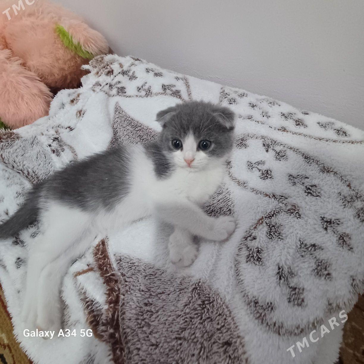 шотландский вислоухий - Änew - img 2