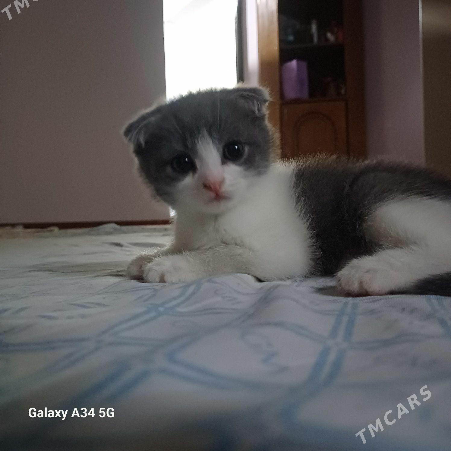 шотландский вислоухий - Änew - img 1