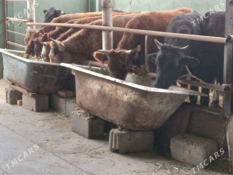 7.okiz - Бузмеин - img 3