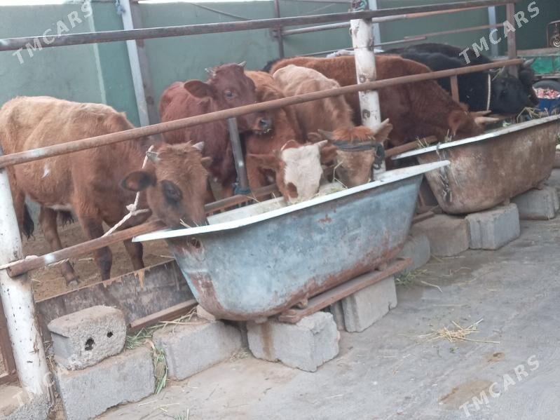 7.okiz - Бузмеин - img 2