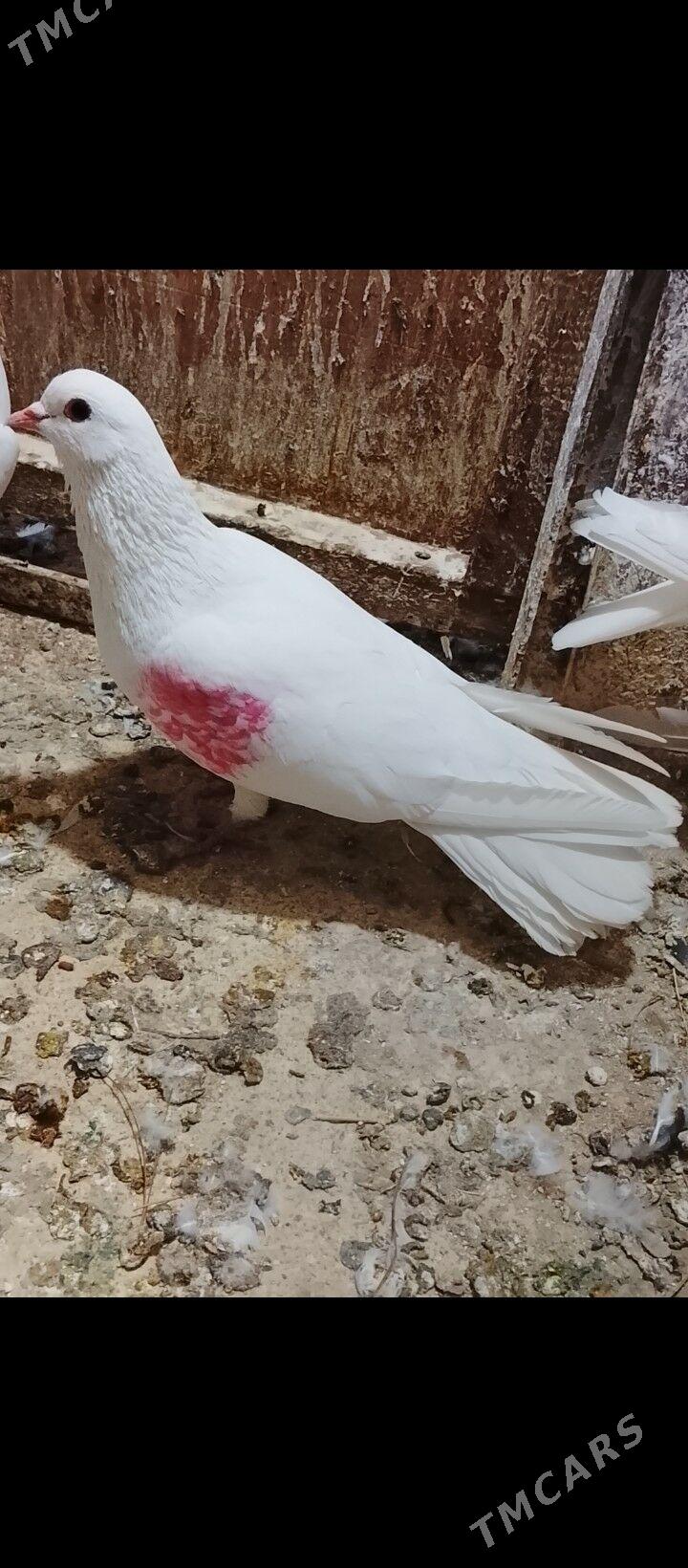 Kepderi - Мары - img 3