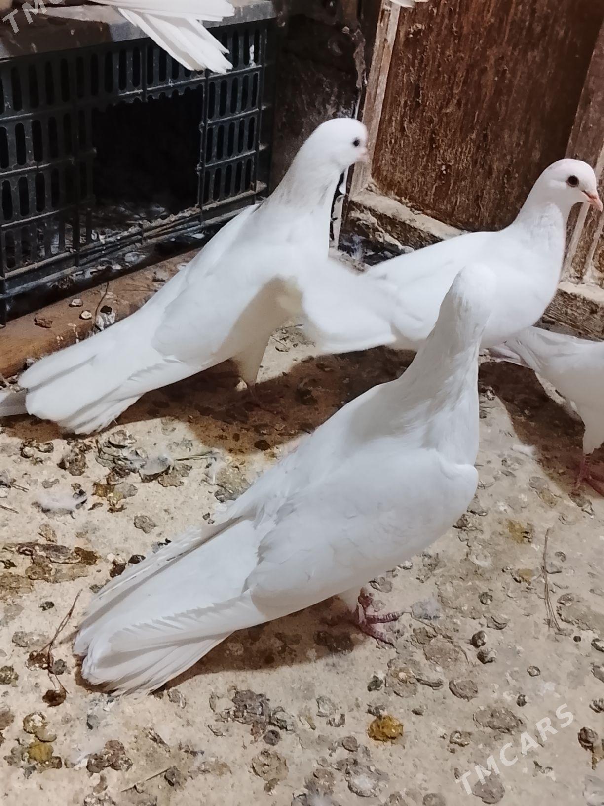 Kepderi - Мары - img 6