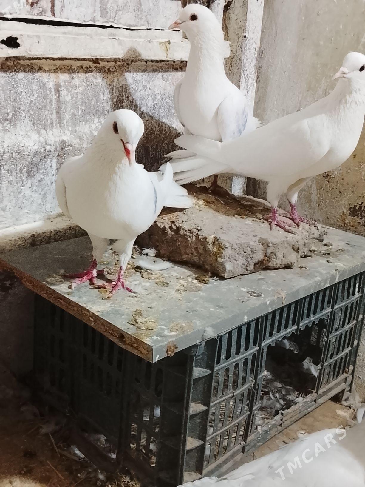 Kepderi - Мары - img 5