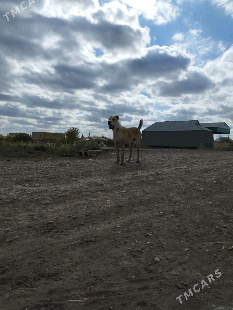 Gaplaň - Tejen - img 3