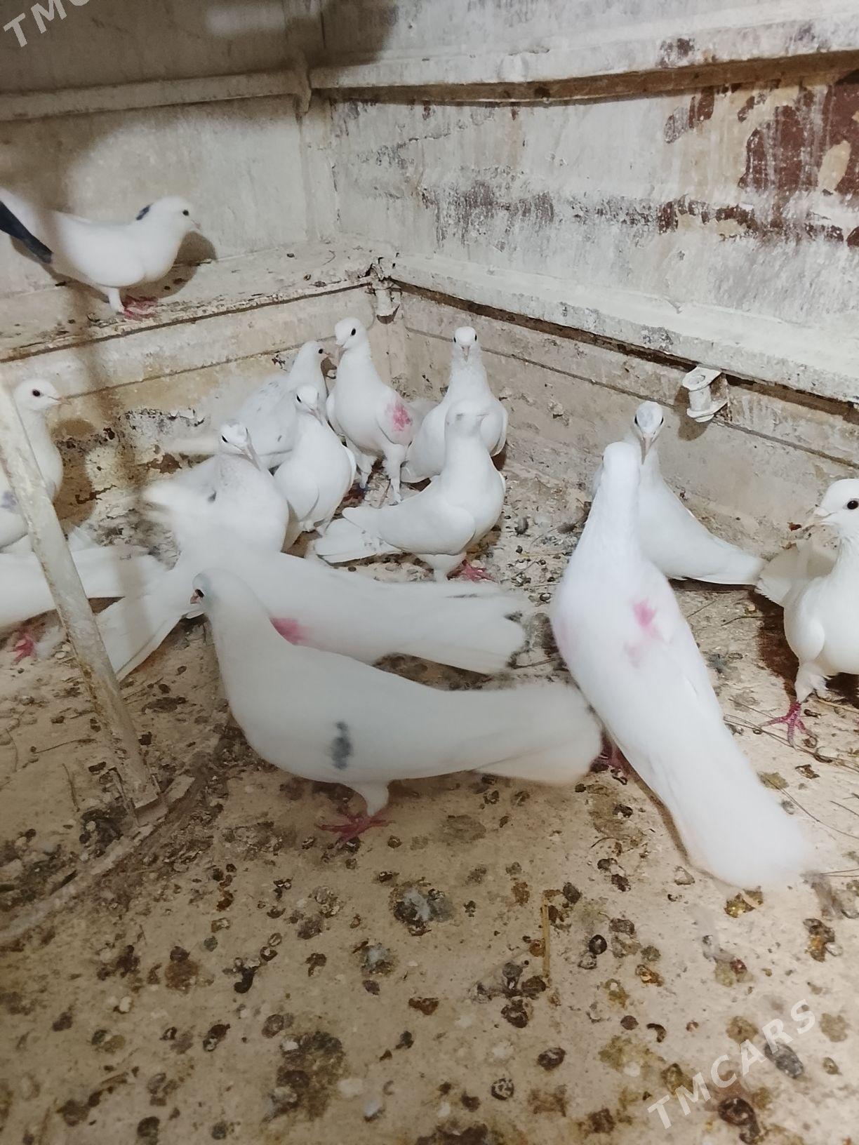 Kepderi - Мары - img 9