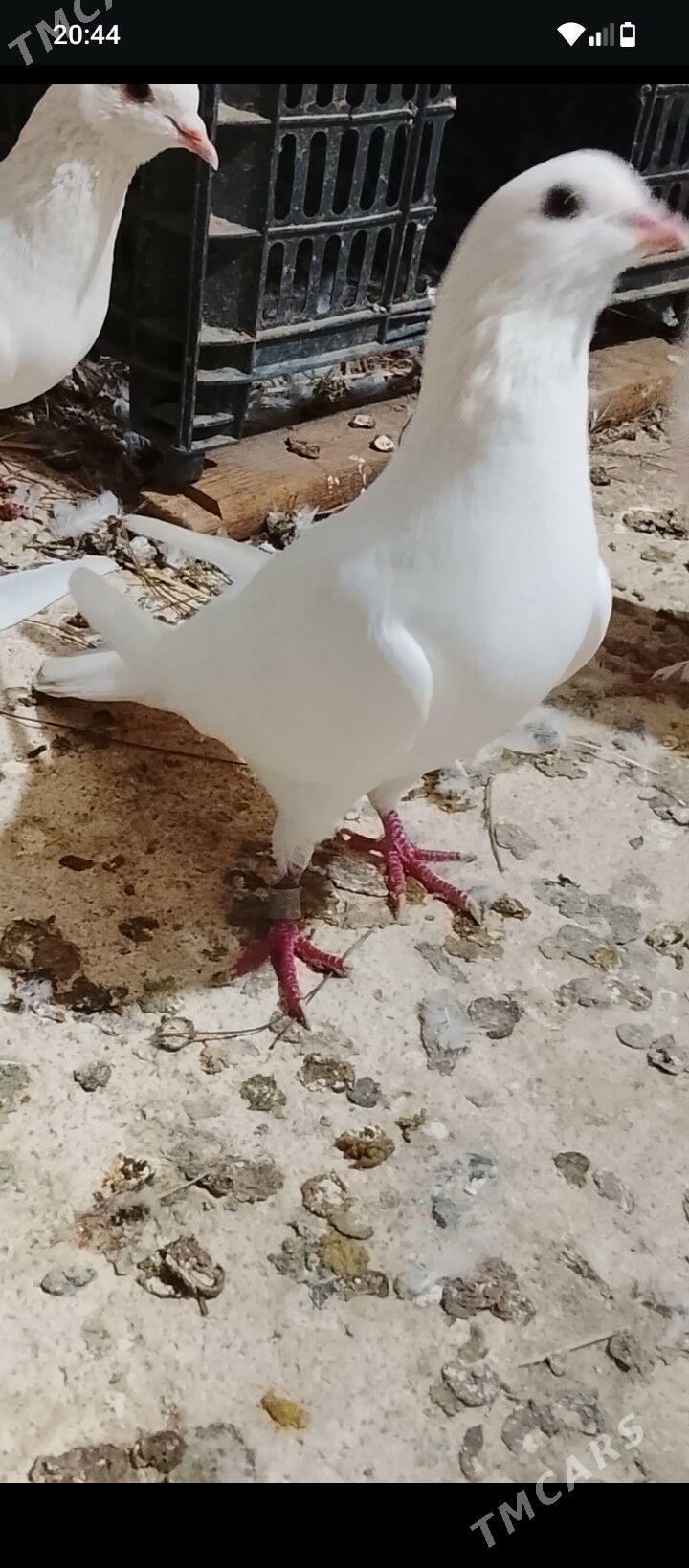 Kepderi - Мары - img 2