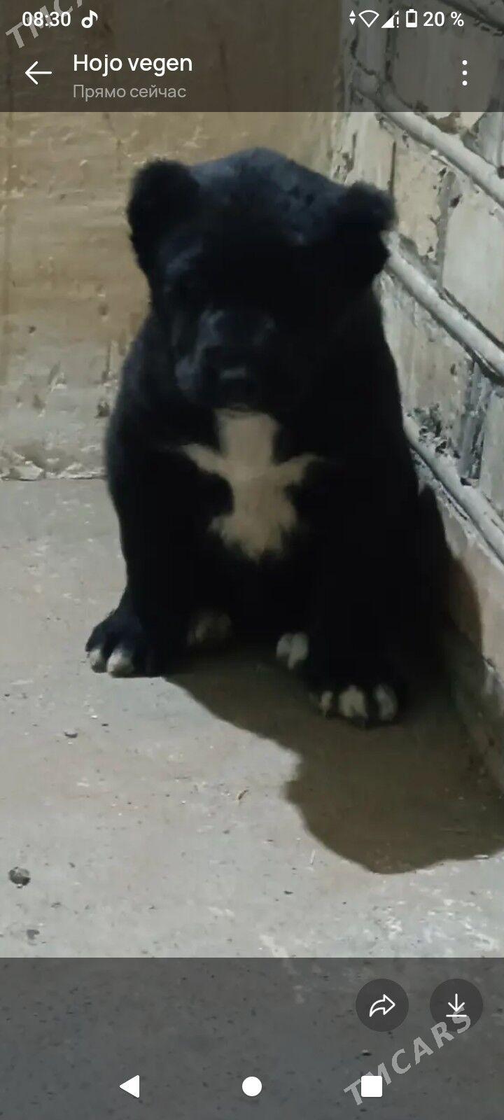 gujuk - Sakarçäge - img 1