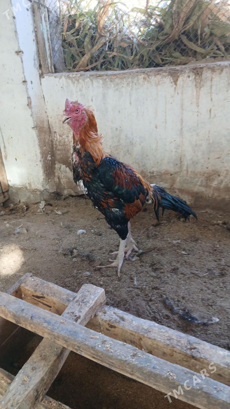 хораз - Çärjew - img 3