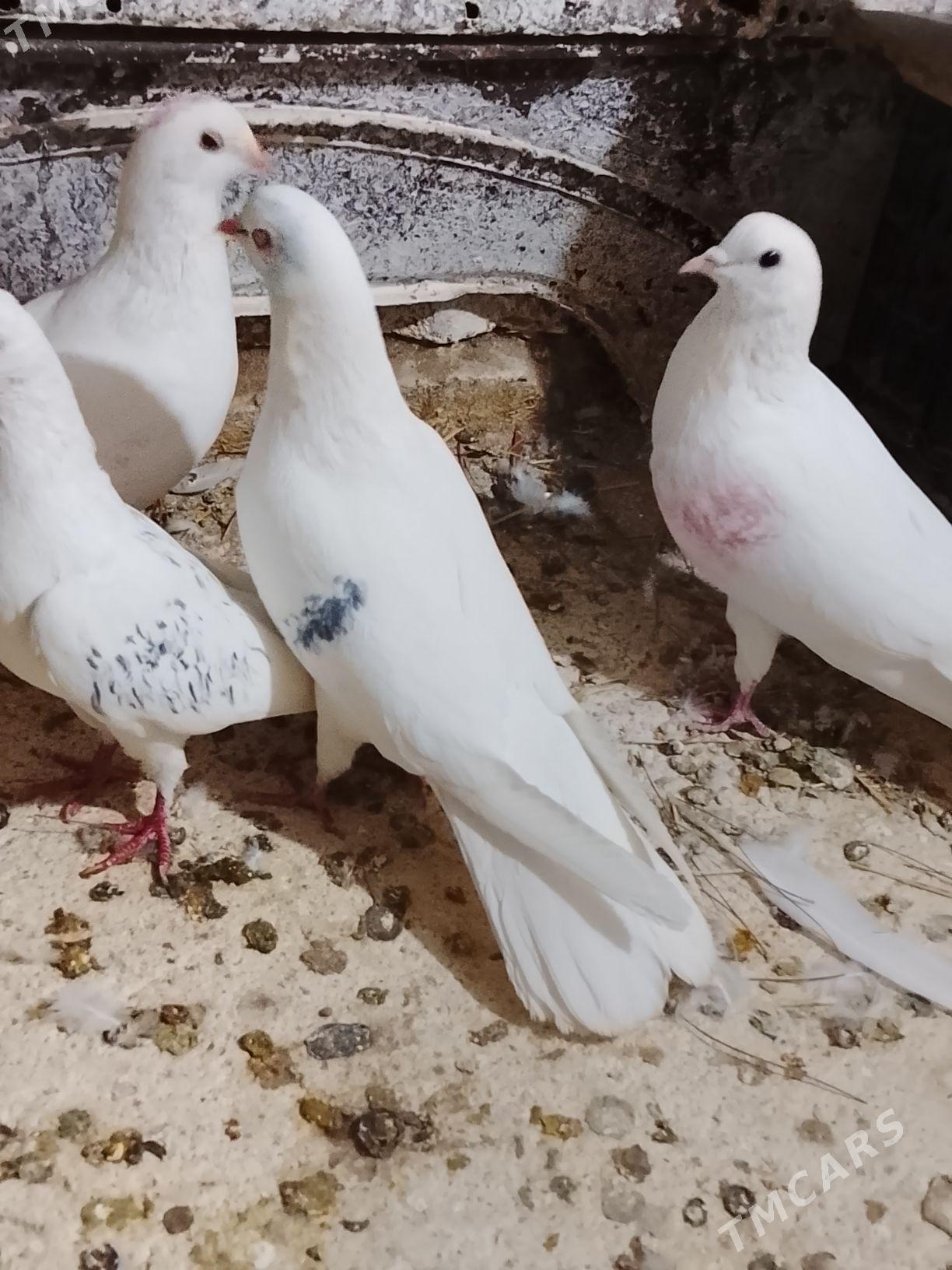 Kepderi - Мары - img 4