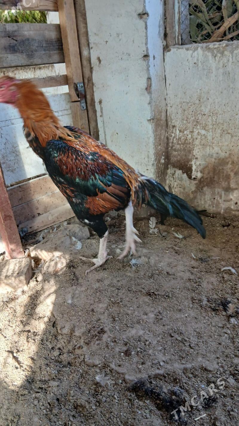 хораз - Çärjew - img 2