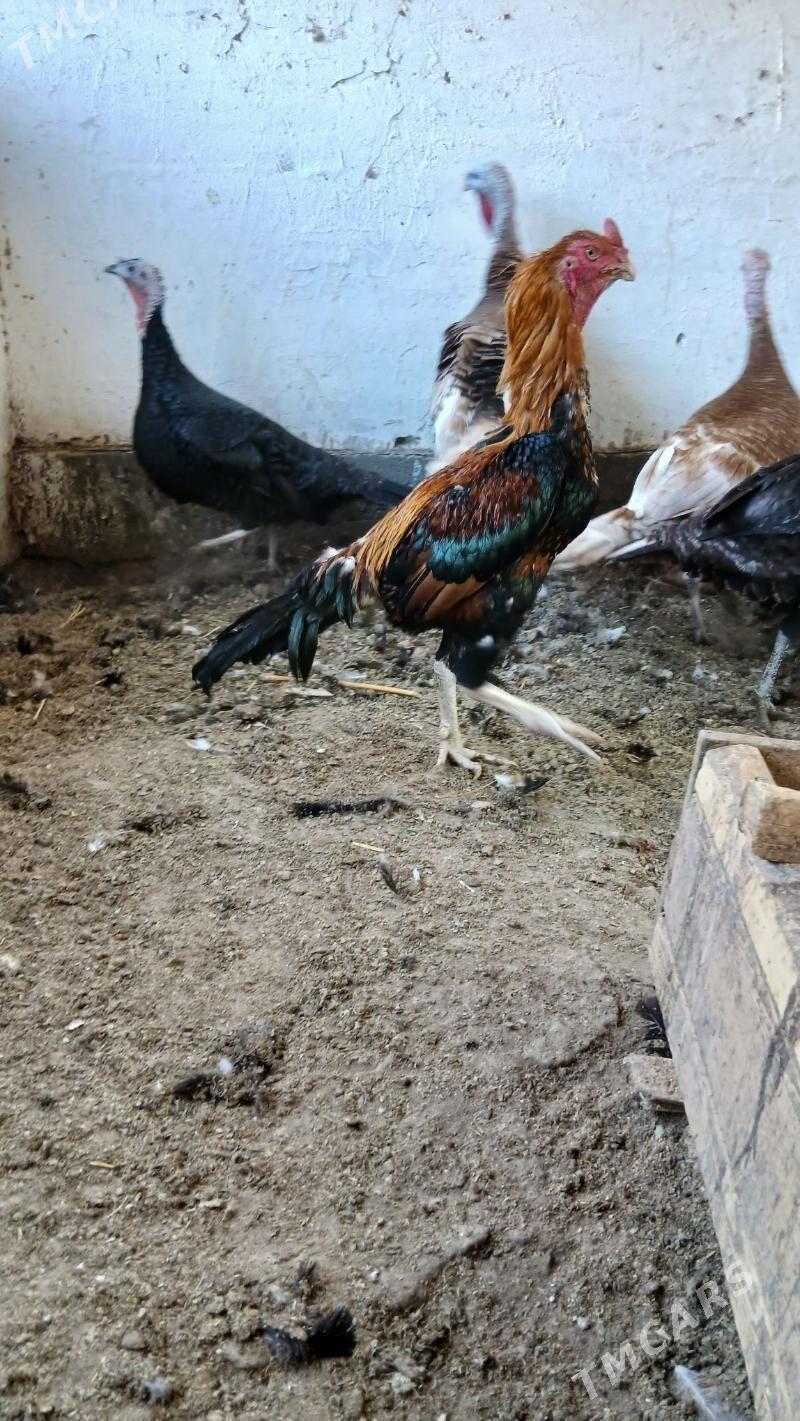 хораз - Çärjew - img 4