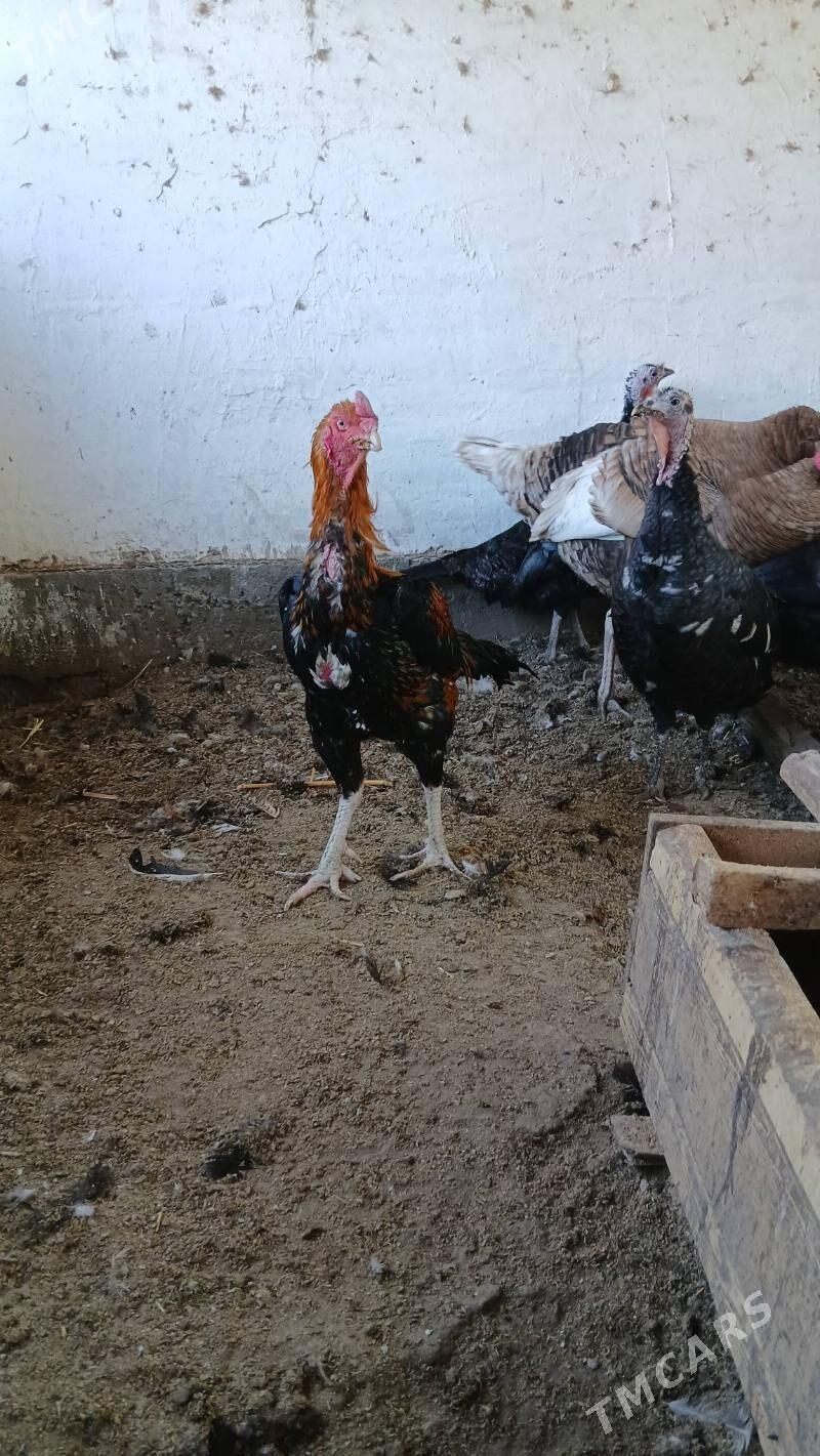 хораз - Çärjew - img 5