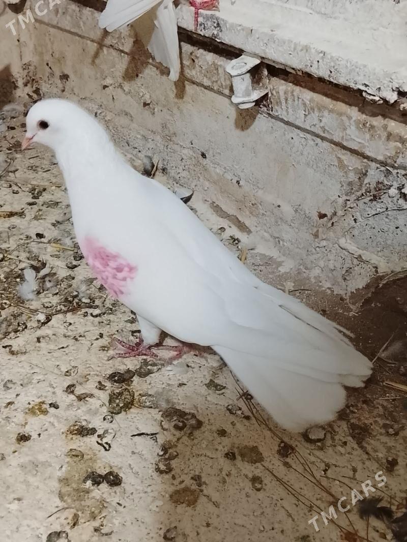 Kepderi - Мары - img 8