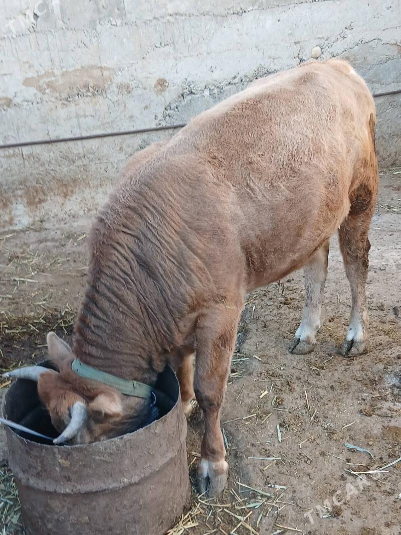 Okuz - Gyzylarbat - img 4