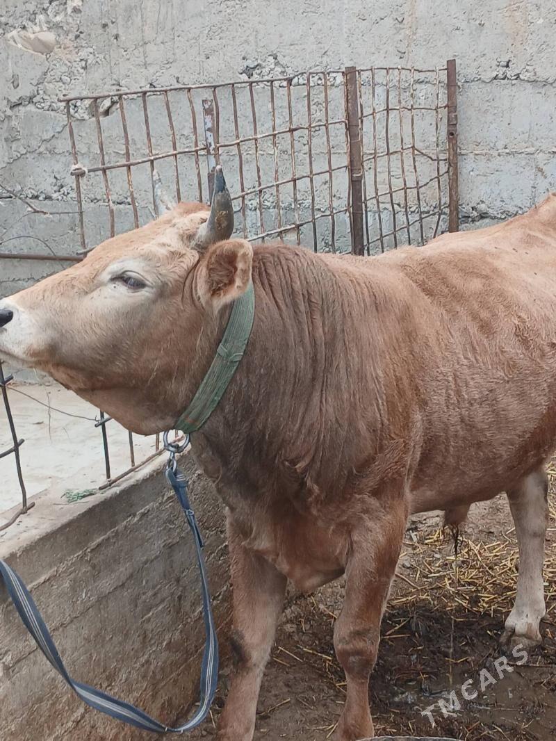 Okuz - Gyzylarbat - img 6