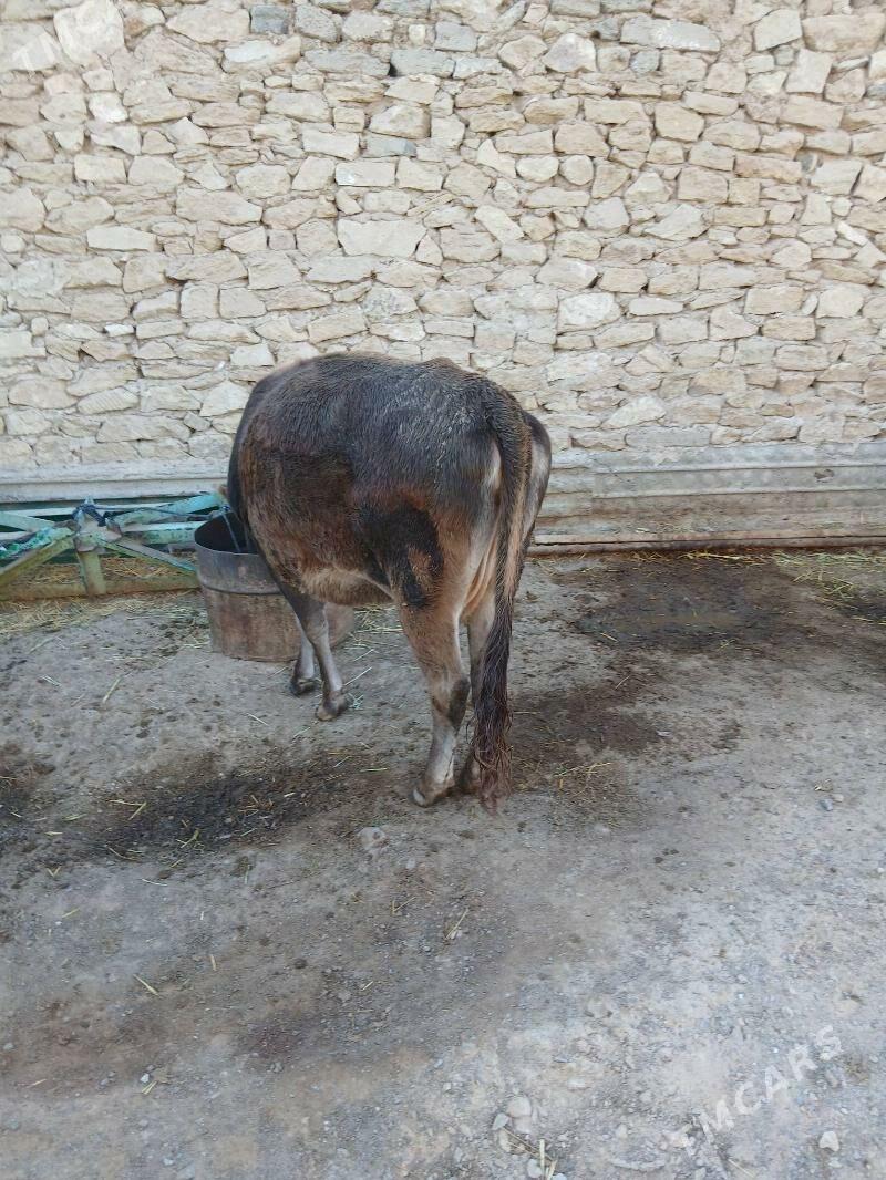 Okuz - Gyzylarbat - img 3