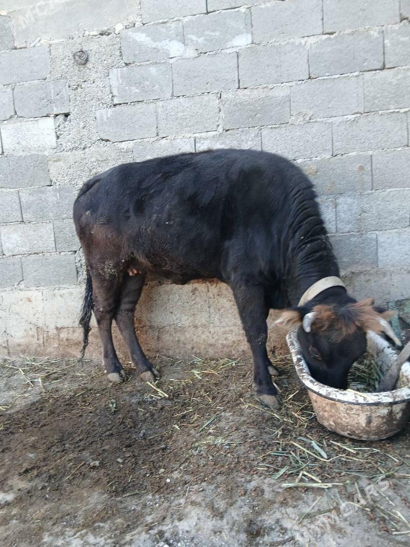 Okuz - Gyzylarbat - img 2