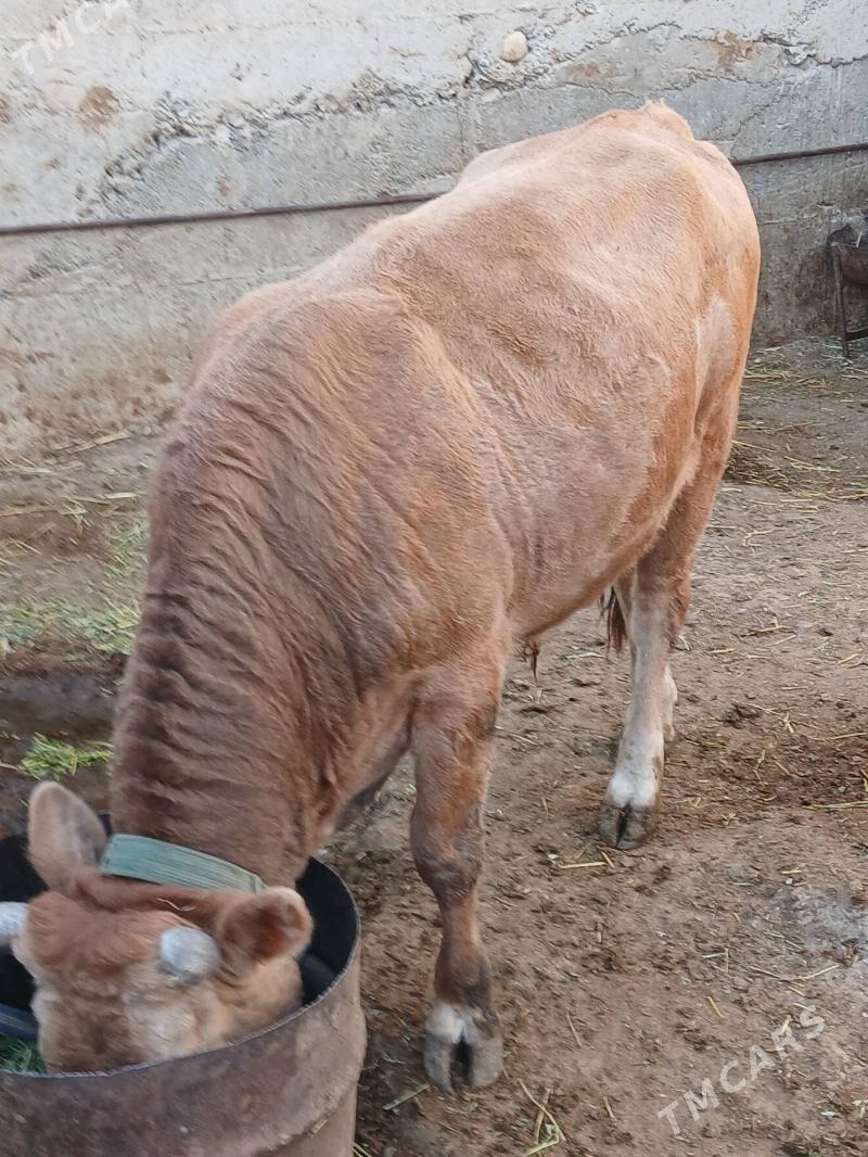 Okuz - Gyzylarbat - img 5