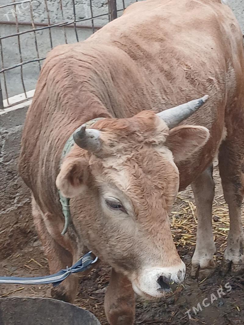 Okuz - Gyzylarbat - img 1