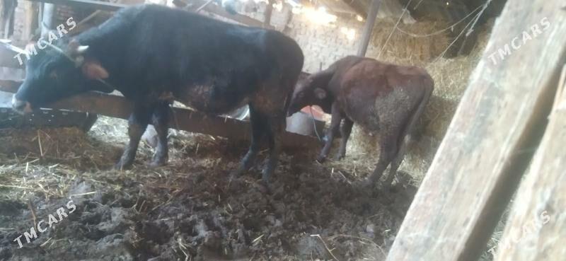 öküzler - Туркменабат - img 1